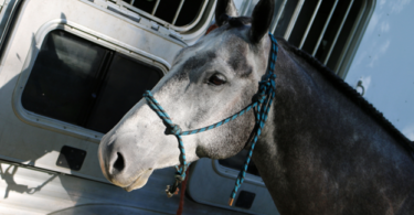 gray horse tied to trailer