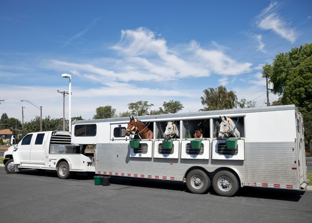 horses in gooseneck trailer