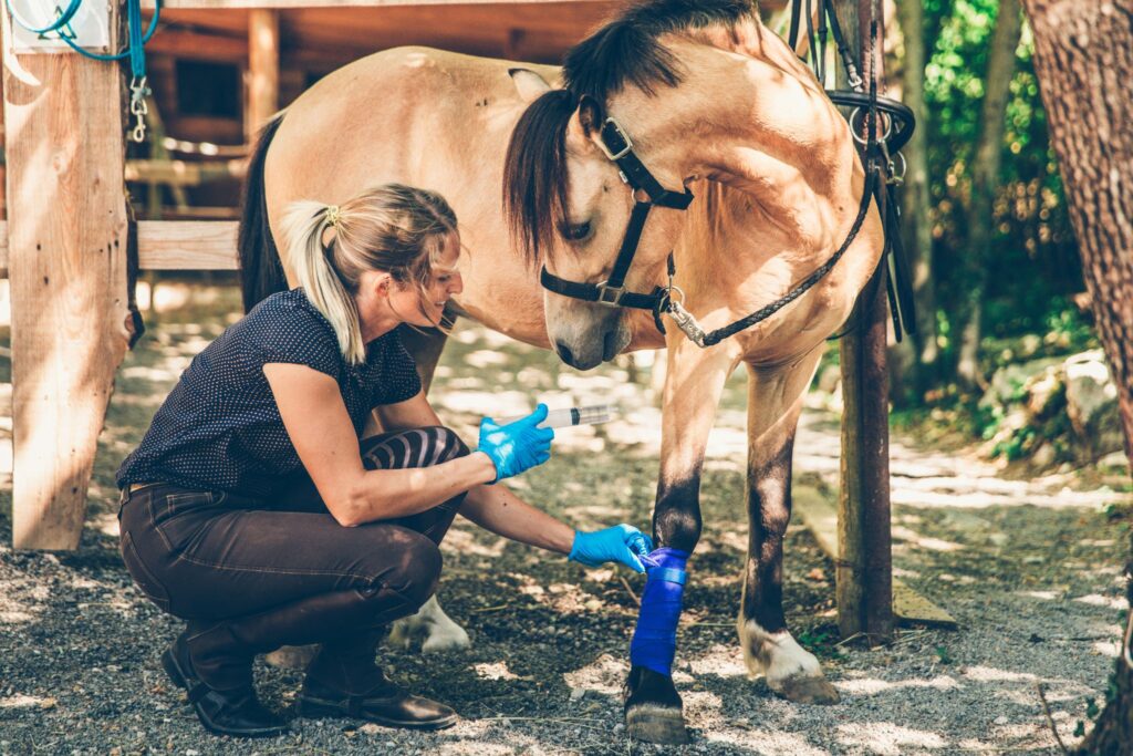 woman doctoring dun horse's leg