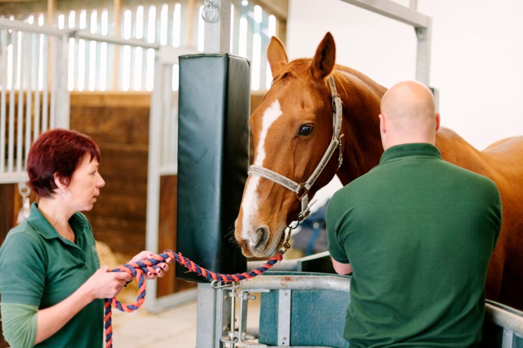 two people attending horse
