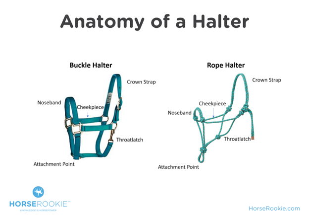 anatomy of a horse halter infographic horserookie