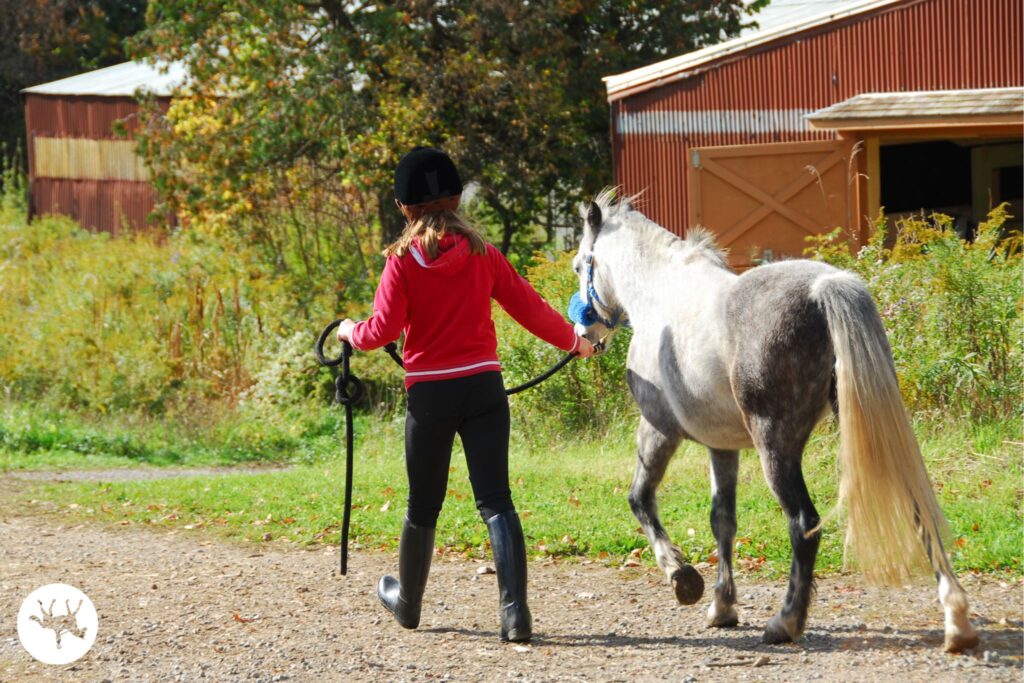 girl leading gray pony