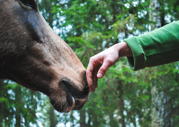 horse and hand