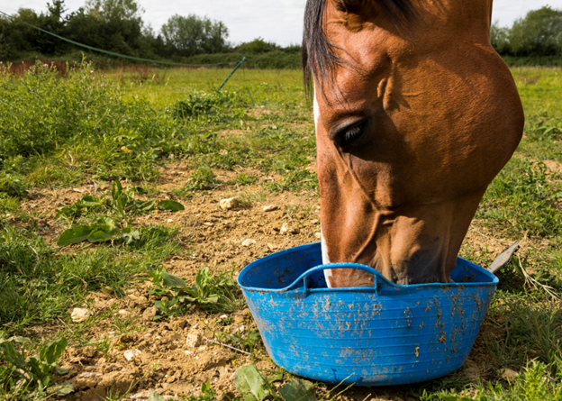 horse eating out of blue feed pan