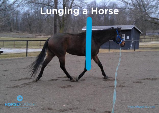 horse rookie longing infographic