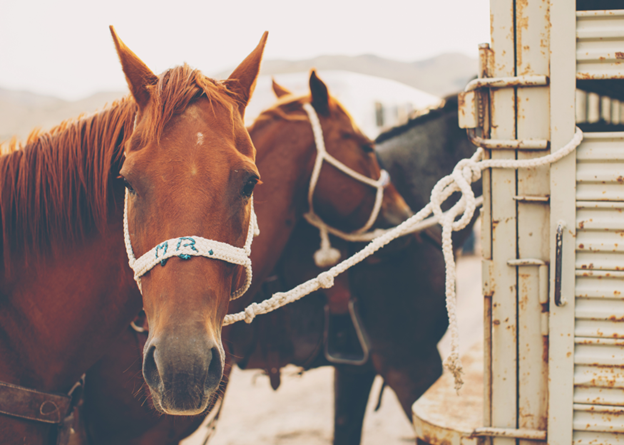 horses tied to trailer