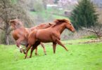 two chestnut horses galloping in field