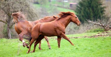 two chestnut horses galloping in field