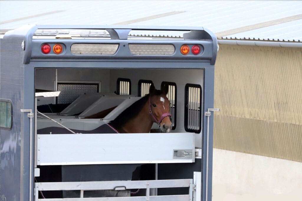 horse in trailer