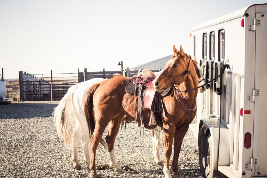 horses tied to trailer