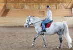 beginner riding dapple gray horse