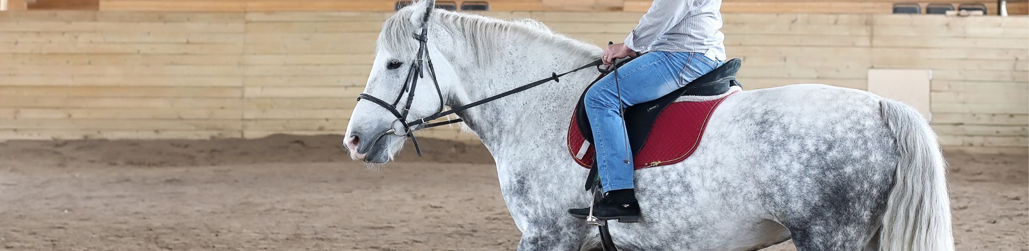 beginner riding dapple gray horse
