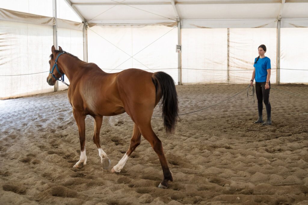 woman longing bay horse