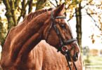 chestnut horse in black bridle