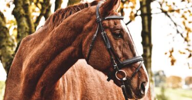 chestnut horse in black bridle