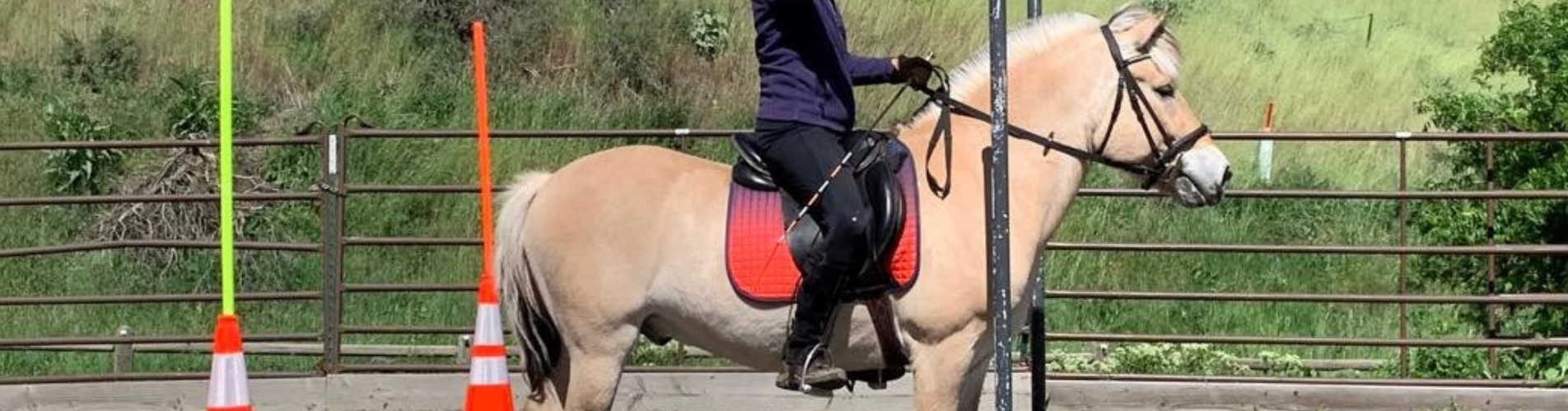 woman riding norwegian fjord horse with cone