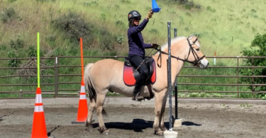 woman riding norwegian fjord horse with cone