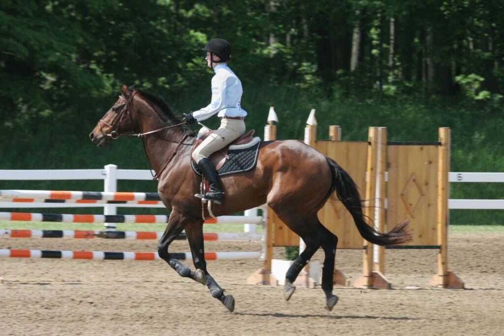 bay horse galloping