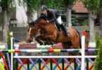 bay horse jumping colorful fence