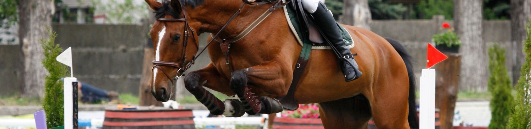 bay horse jumping colorful fence