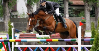 bay horse jumping colorful fence