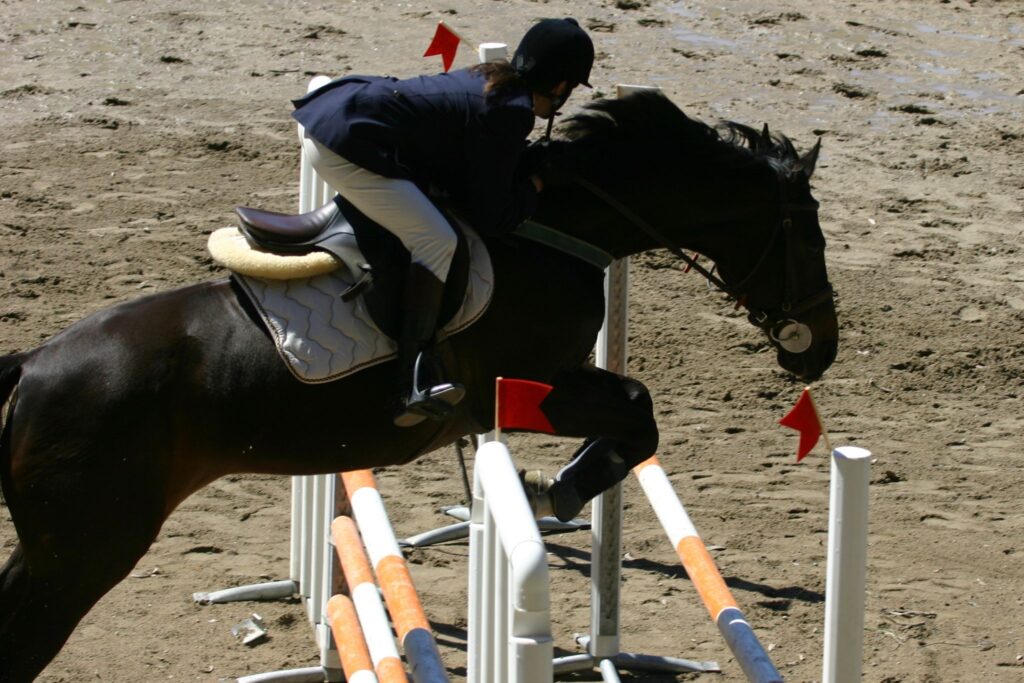 horse jumping oxer