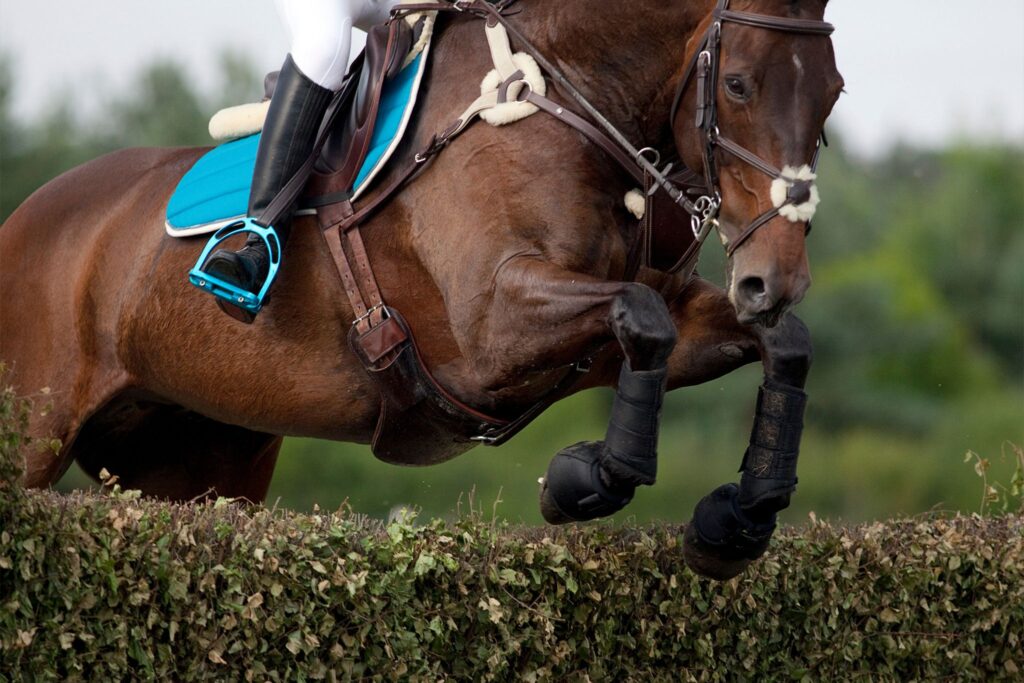 bay horse jumping a hedge