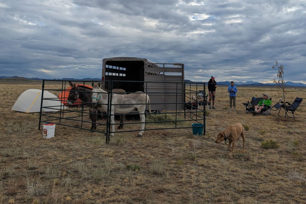 Camping setup with donkeys