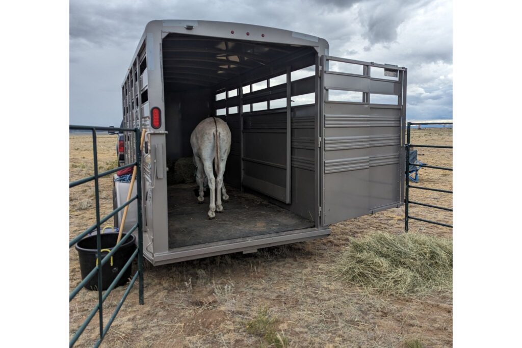donkey hanging out in stock trailer