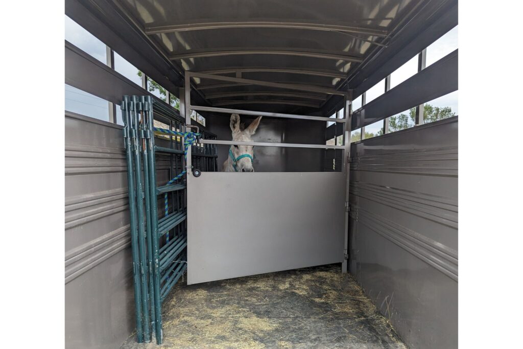 donkey loaded in trailer with panels