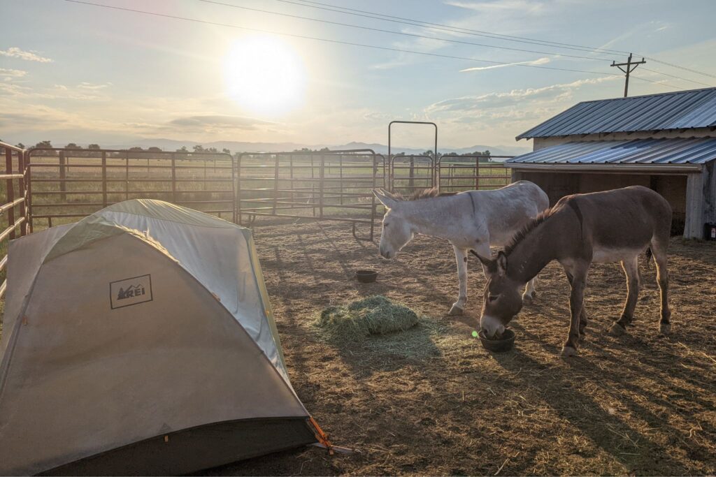 two donkeys eating dinner next to a tent