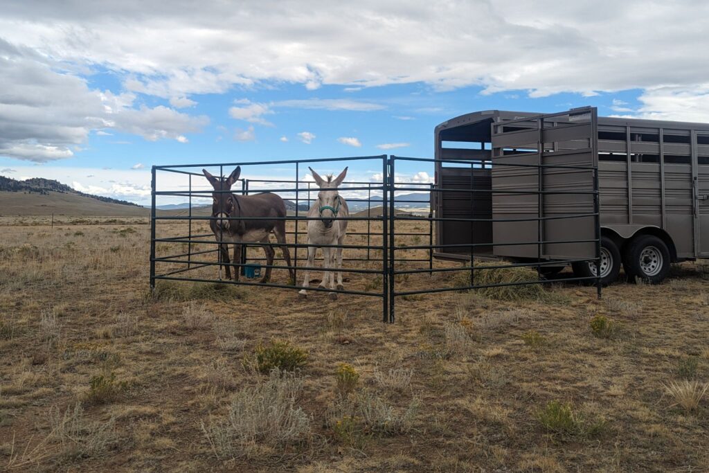 donkeys in corral at rear of stock trailer