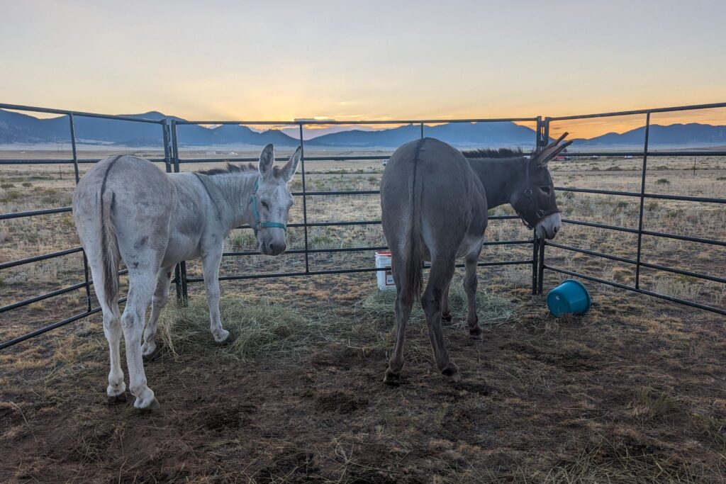 two donkeys in pre dawn light camping in colorado