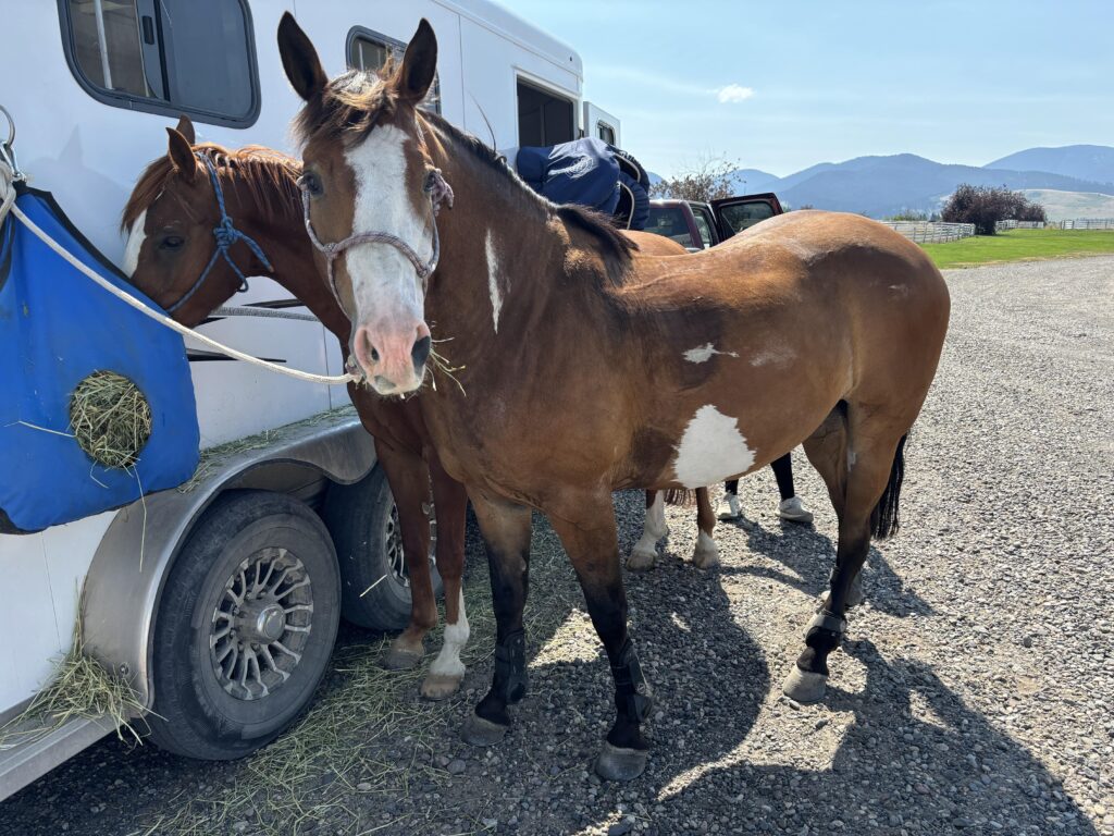 hot horse at show