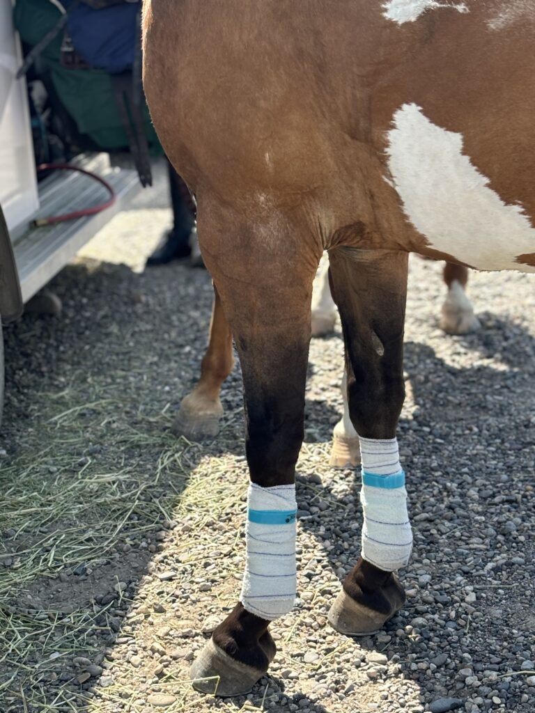 horse cooling wraps