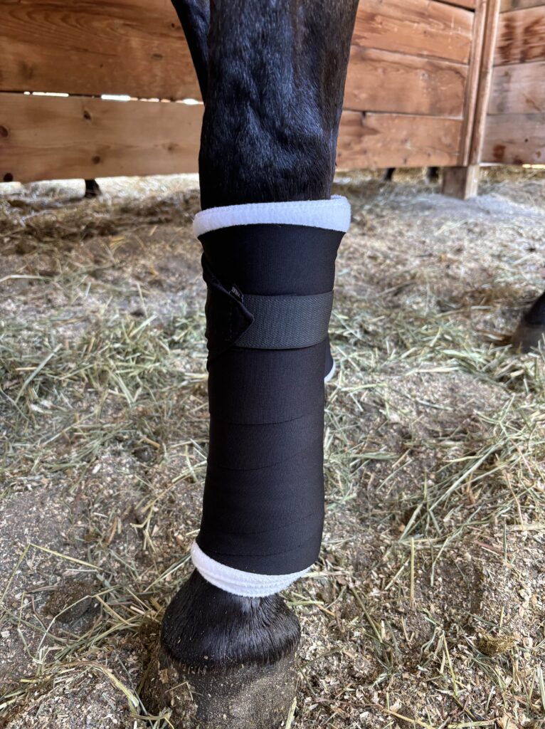 horse standing wrap