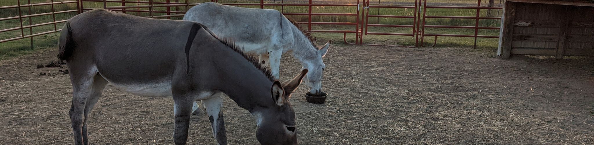 two donkeys eating at sunset