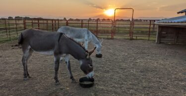 two donkeys eating at sunset