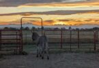 donkey looking at mountains at sunset