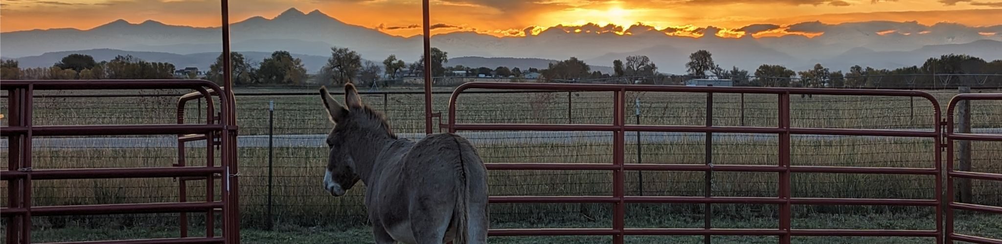 donkey looking at mountains at sunset