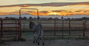 donkey looking at mountains at sunset