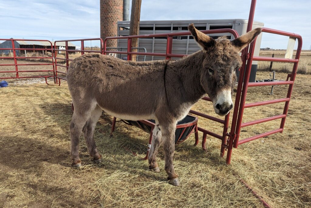 donkey with winter coat outside