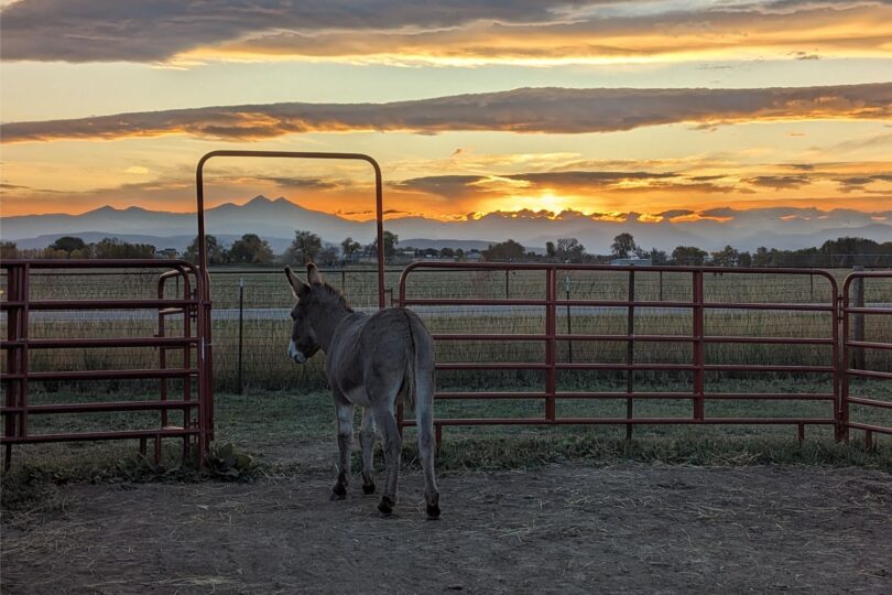 donkey looking at mountains at sunset