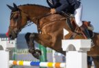 bay horse jumping fence