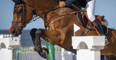 bay horse jumping fence