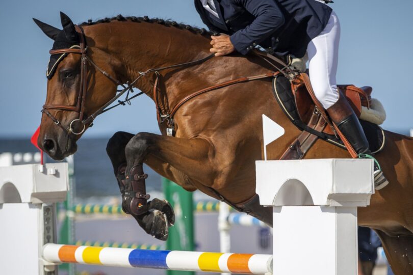 bay horse jumping fence