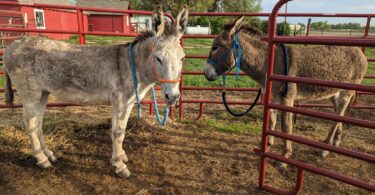 two donkeys haltered