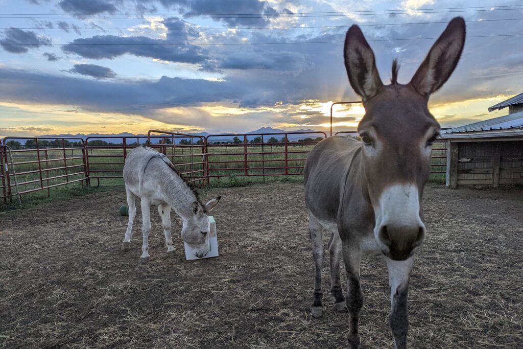 Donkey ears
