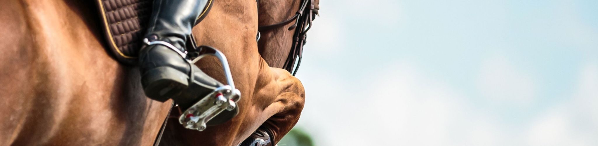 chestnut horse jumping