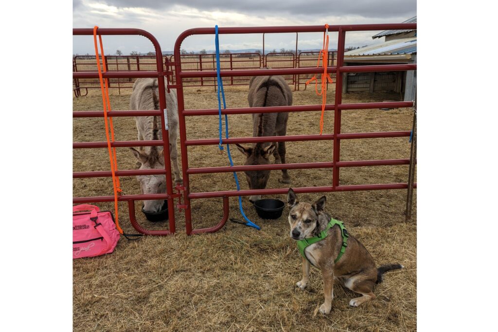 two donkeys eating with dog